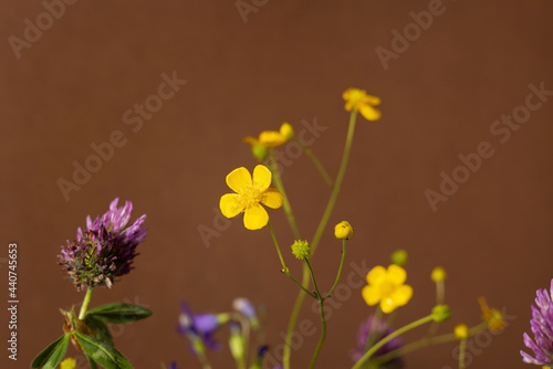 Still life with yellow wildflowers on brown background. Modern trendy composition with dried flower , dark shadows