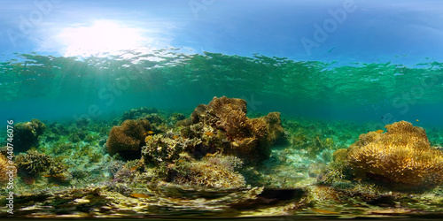 Tropical Fishes on Coral Reef  underwater scene. Colourful tropical coral reef. Scene reef. Philippines. 360 panorama VR