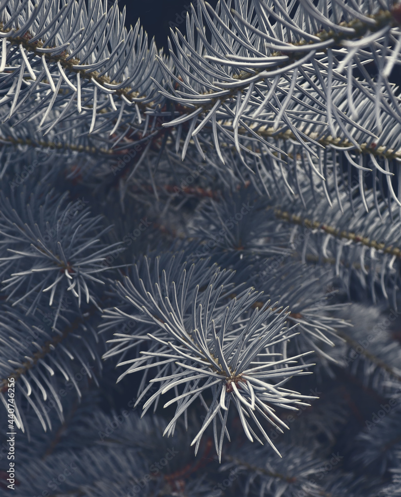 Fir tree in forest for christmas background Fir tree in forest for christmas background