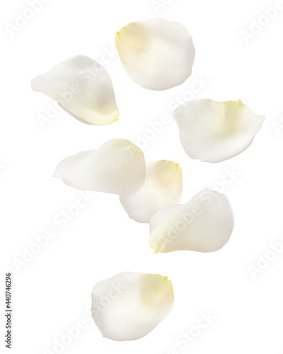 Falling Rose petal, isolated on white background, clipping path, full depth of field
