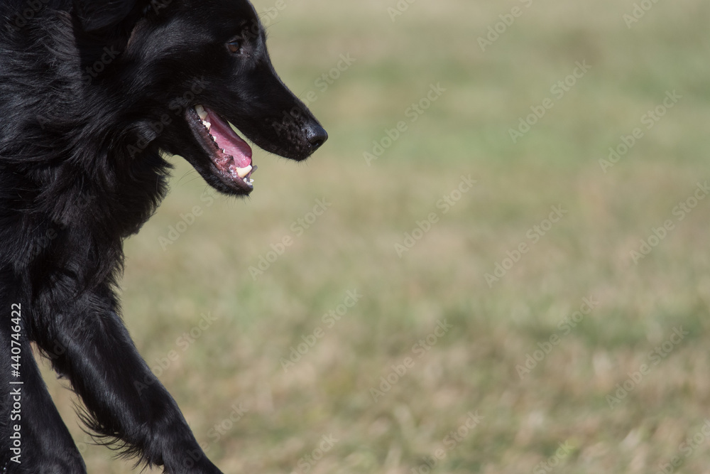 Fototapeta premium Flat Coated Retriever on the move
