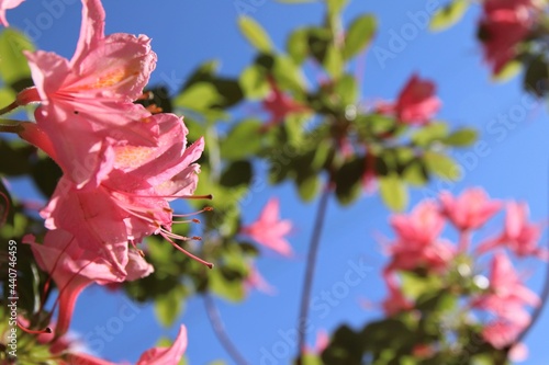 A close up of the amazing beauty of a pink azalea flower against the blue sky. The photo was taken in a rhododendronpark photo