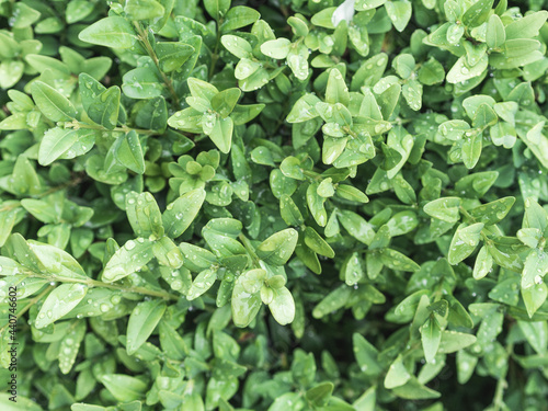 Green bush with small leaves hedge background
