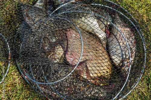 the caught fish lies in a cage on the shore
