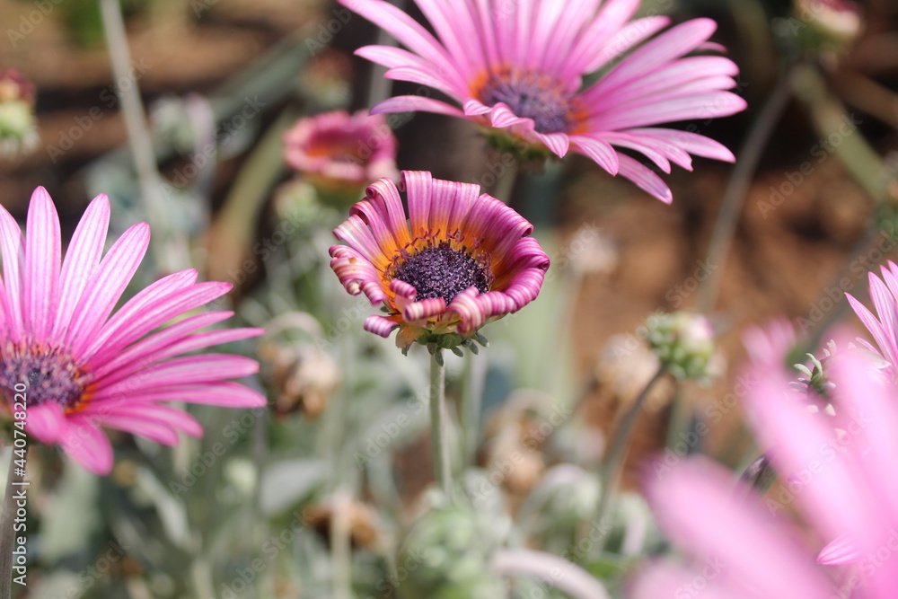 Obraz premium In the flower field.