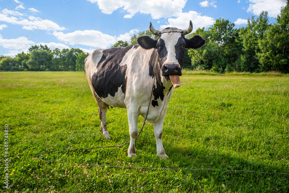Animal. black and white cow puppies on the field in a talking tongue. Funny animals. Pets. Cattle grazing. The farm. Animal. black and white cow puppies on the field in a talking tongue. Funny animals. Pets. Cattle grazing. The farm.