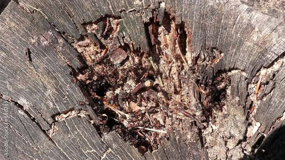Ants at the entrance to the anthill in a tree stump Ants at the entrance to the anthill in a tree stump