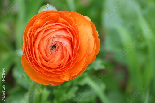 Persian buttercup orange flower on green background.