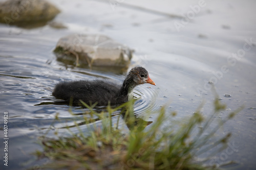 Waterhen at Sauvabelin Lake in the canton of Vaud in Switzerland photo