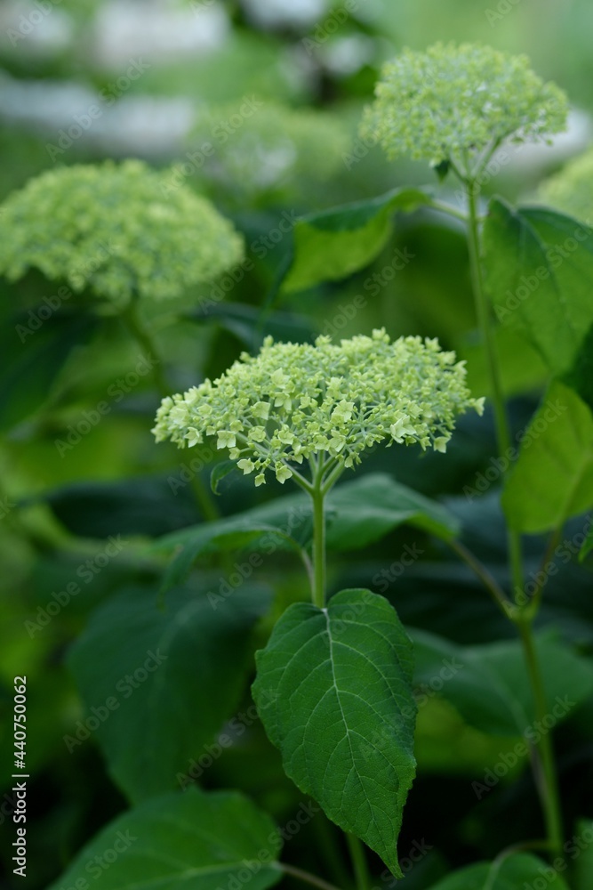 Smooth hydrangea before blooming. Smooth hydrangea before blooming.