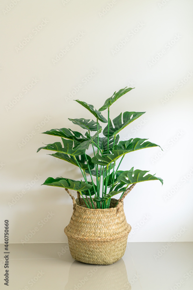 Monstera in wicker basket pot with wall Monstera in wicker basket pot with wall