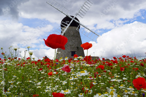 Poppies and windmills 
