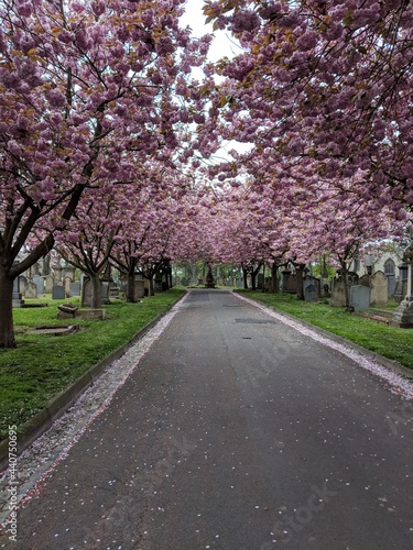 Cherry Blossom Avenue