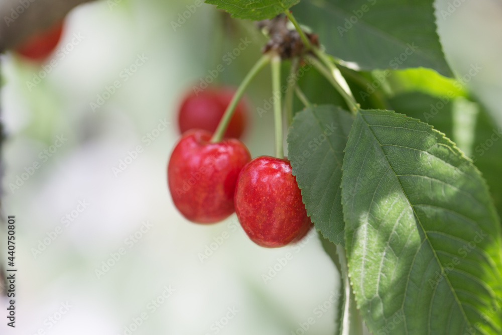 Cherries hanging on a cherry tree branch.