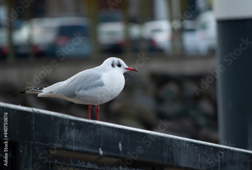 Closeup shot of a black-headed gull (Chroicocephalus ridibundus) perched on a railin photo