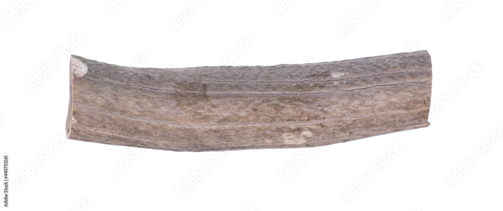 sawn animal horn isolated on white background sawn animal horn isolated on white background