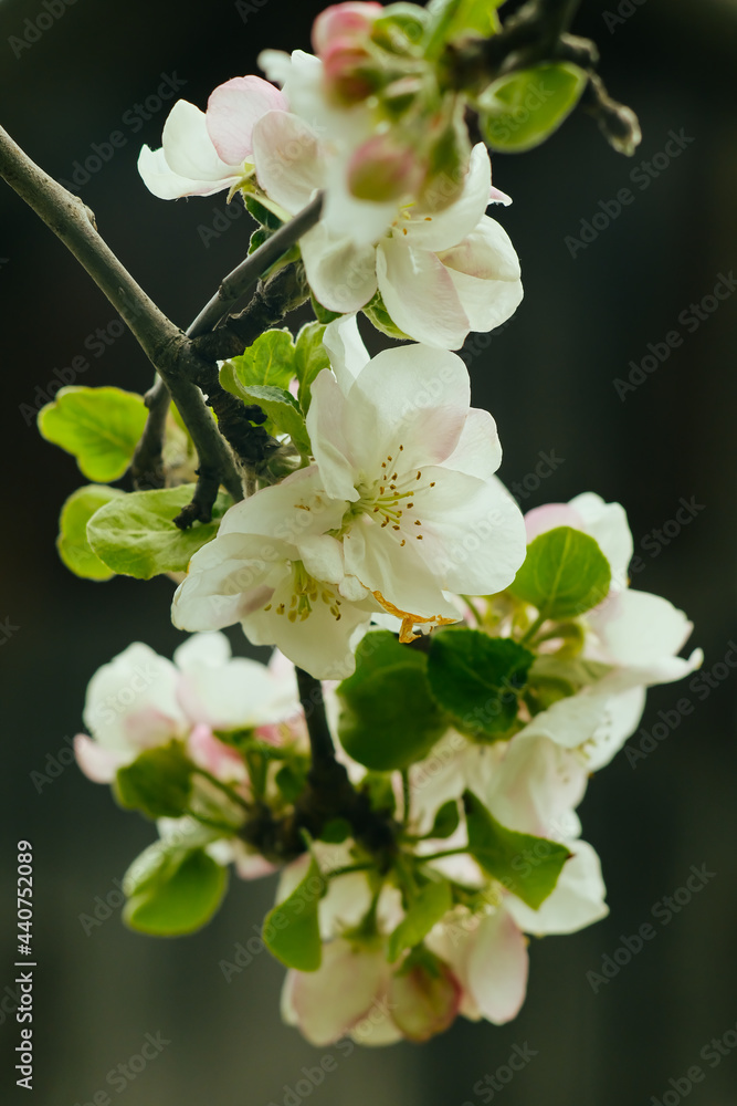 Fototapeta premium Apple tree branch with white flowers. Spring blossom.