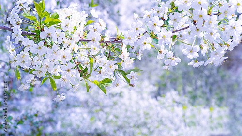 Blooming tree with soft focus for wallpaper, posters, notebooks