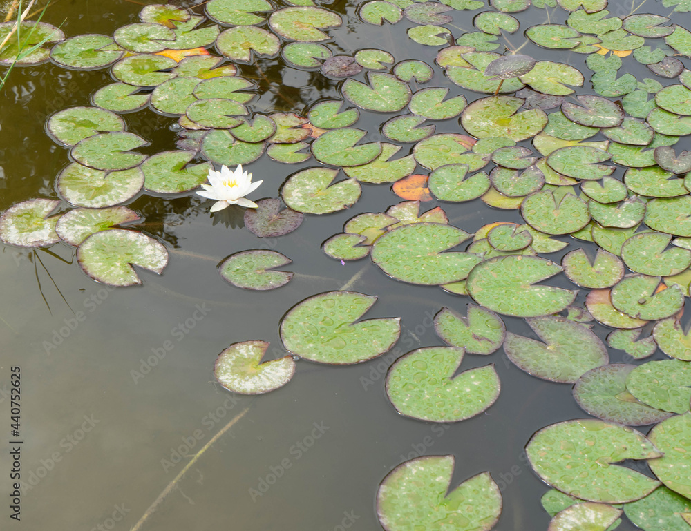 Nenúfares en la charca