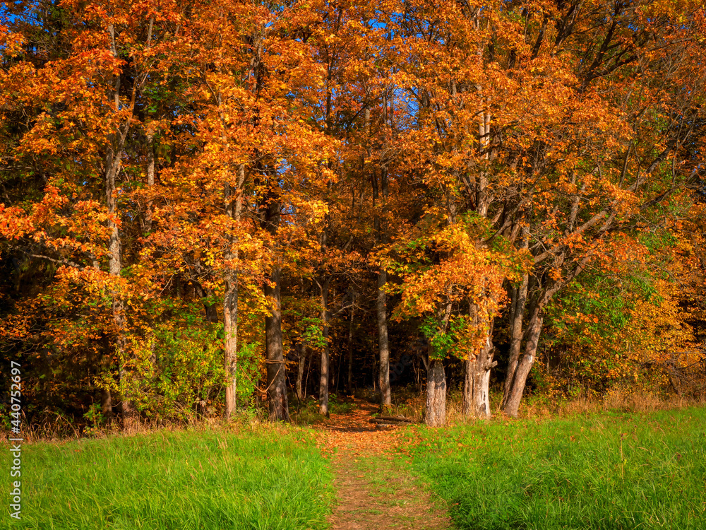A path of the entrance to the bright autumn forest