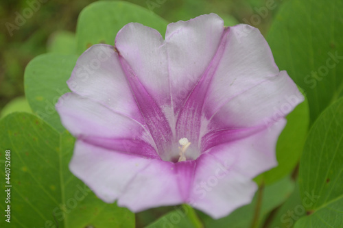 Ipomoea pes-caprae or morning glory beach flower blooming at the beach. Flower background