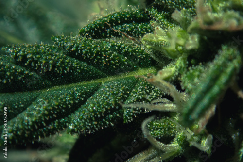 Bright Macro Yellow Trichomes on Green Leafs