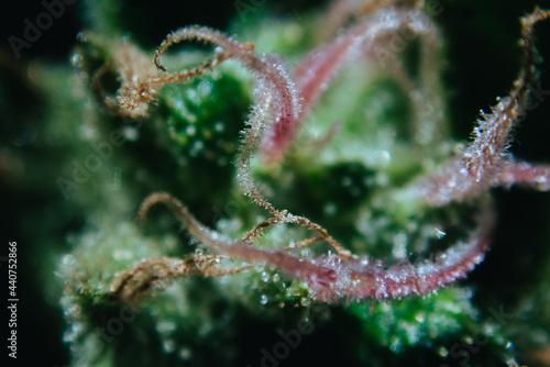 Wallpaper Mural Pink and Orange Macro Trichomes on Bud Torontodigital.ca