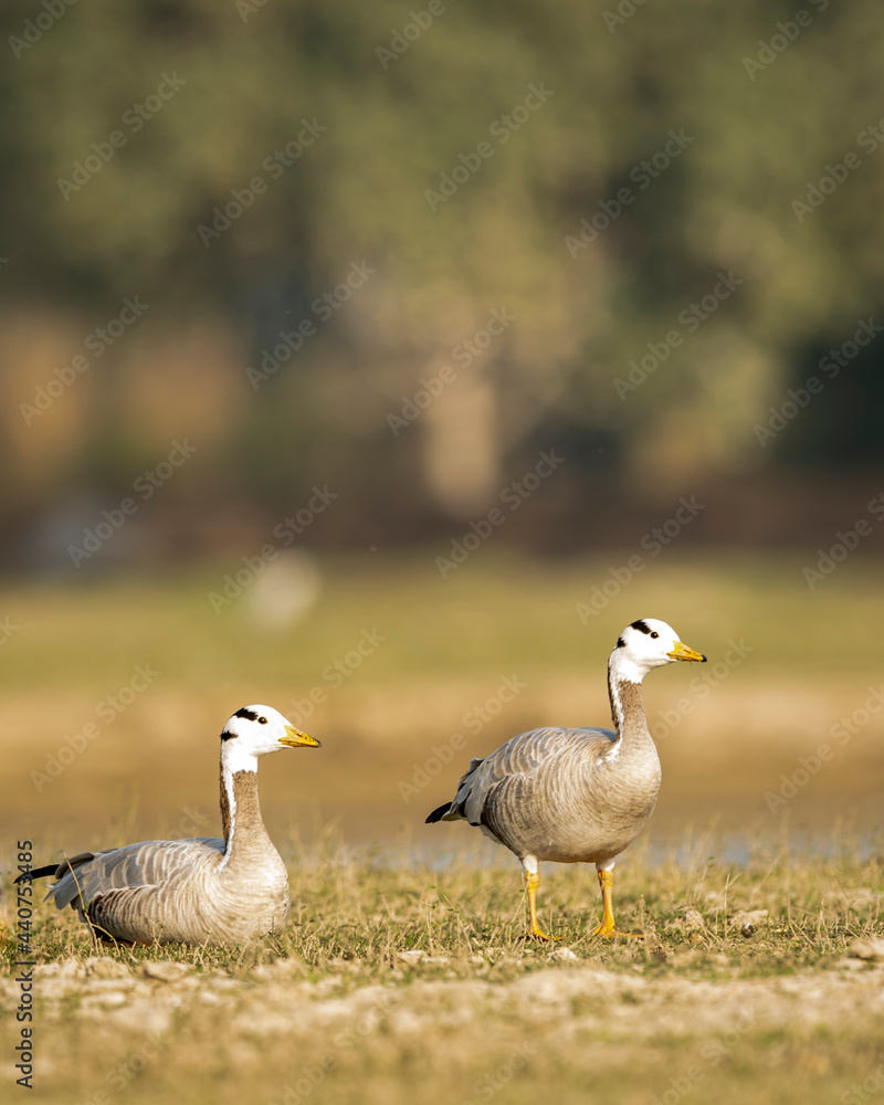 bar headed goose family or flock in an open field or grassland during winter migration at forest of cental india - anser indicus bar headed goose family or flock in an open field or grassland during winter migration at forest of cental india - anser indicus