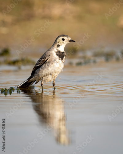 White wagtail or Motacilla alba bird portrait with reflection in water at keoladeo national park or bharatpur bird sanctuary rajasthan india