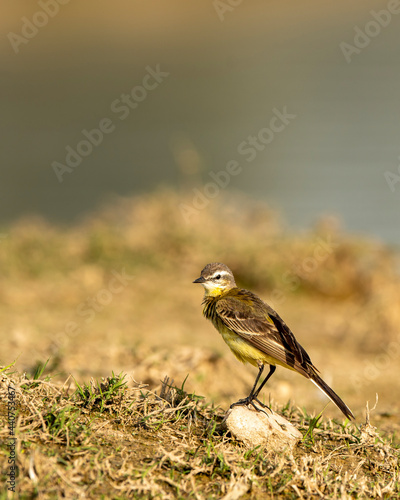 western yellow wagtail or Motacilla flava close up or portrait at keoladeo national park or bharatpur bird sanctuary rajasthan india