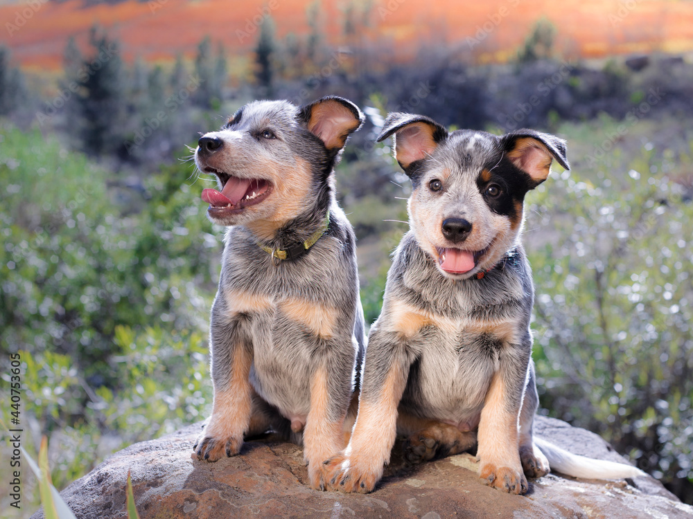 Stockfoto med beskrivningen Australian Cattle Dog (Blue Heeler) puppies  sitting on a rock outdoors portrait facing the camera with their mouths  open | Adobe Stock