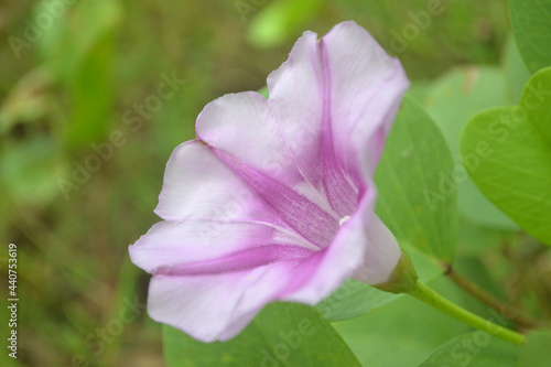 Ipomoea pes-caprae or morning glory beach flower blooming at the beach. Flower background