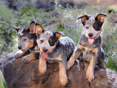 Australian Cattle Dog (Blue Heeler) puppies laying on a rock outdoors portrait © MWolf Images