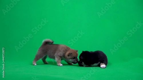 Cute Shiba inu dog. Two Puppy dogs playing on Green screen background.
