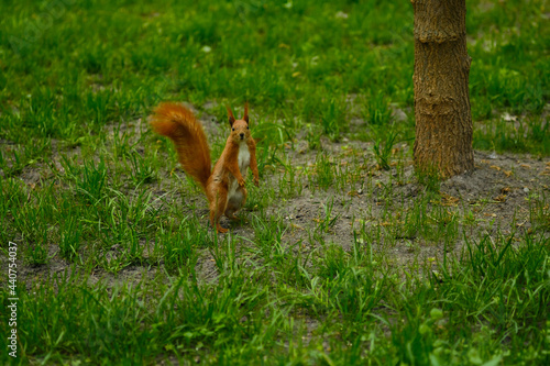 Red squirrel portrait in park. Cute tree squirrel sitting on green grass and posing.