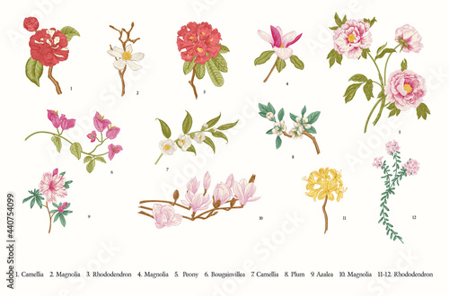 Spring flowers. Vector vintage botanical illustration. Set photo