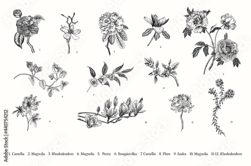 Spring flowers. Vector vintage botanical illustration. Set. Black and white