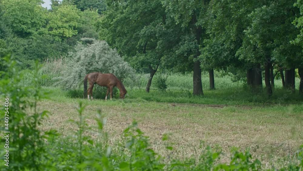 general and close-up shot of horses grazing in the forest, the horse is tied and eating grass. Prores422