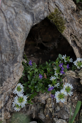Blumen am Baumstumpf