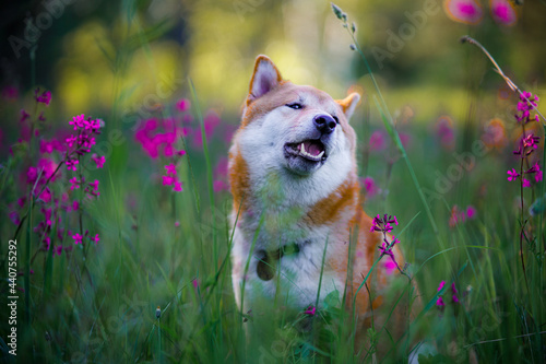 Dog in flowers