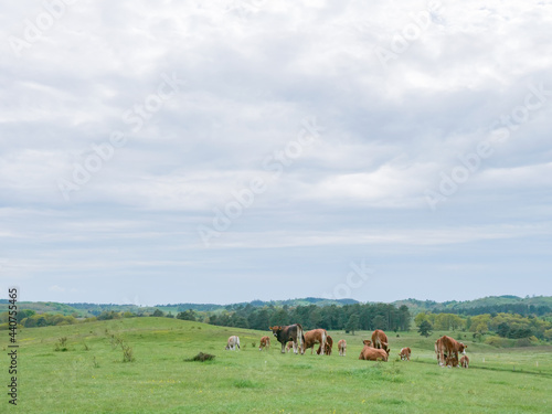 Cows in a herd are grazing on a meadow in Denmark