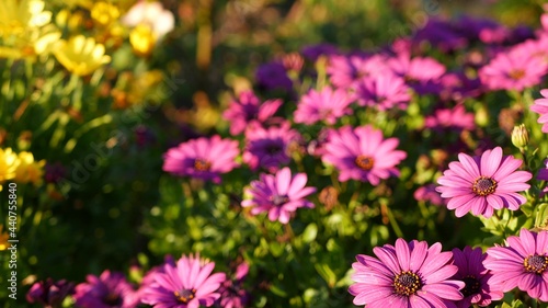 Daisy or marguerite colorful flowers  California USA. Aster or cape marigold multicolor purple violet bloom. Home gardening  american decorative ornamental houseplant  natural botanical atmosphere.