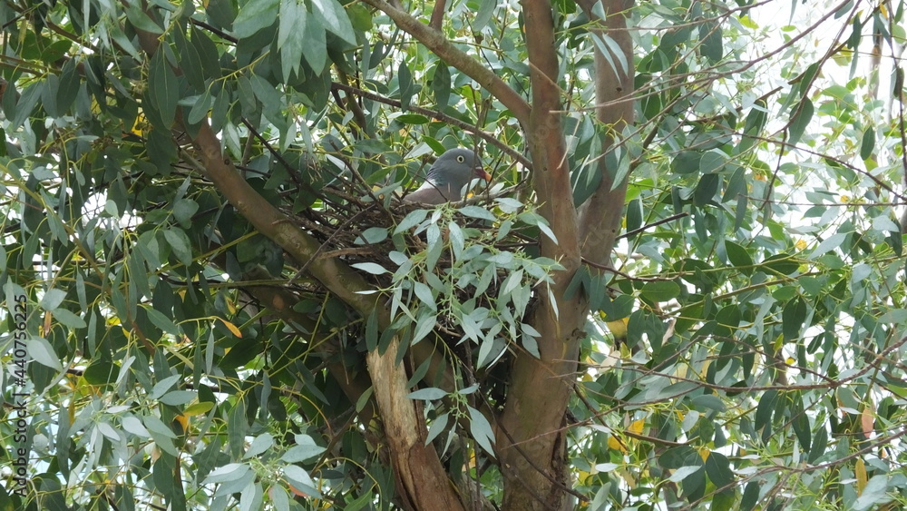 Obraz premium branchages