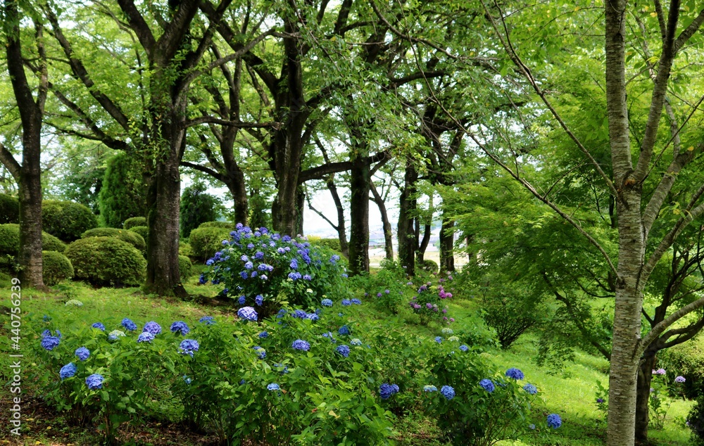 Obraz premium 紫陽花の花 六月 風景