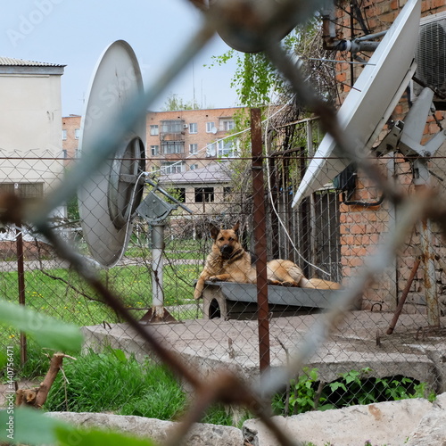Vászonkép dog in an aviary near satellite dishes