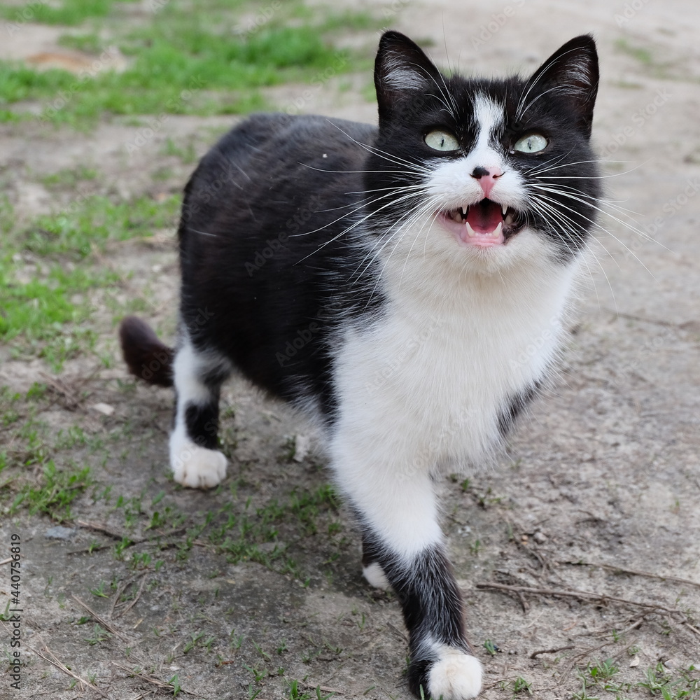 meowing black and white cat portrait