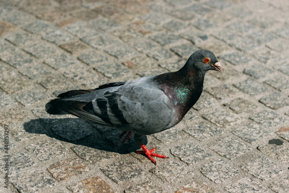 Obraz premium pigeon on the ground