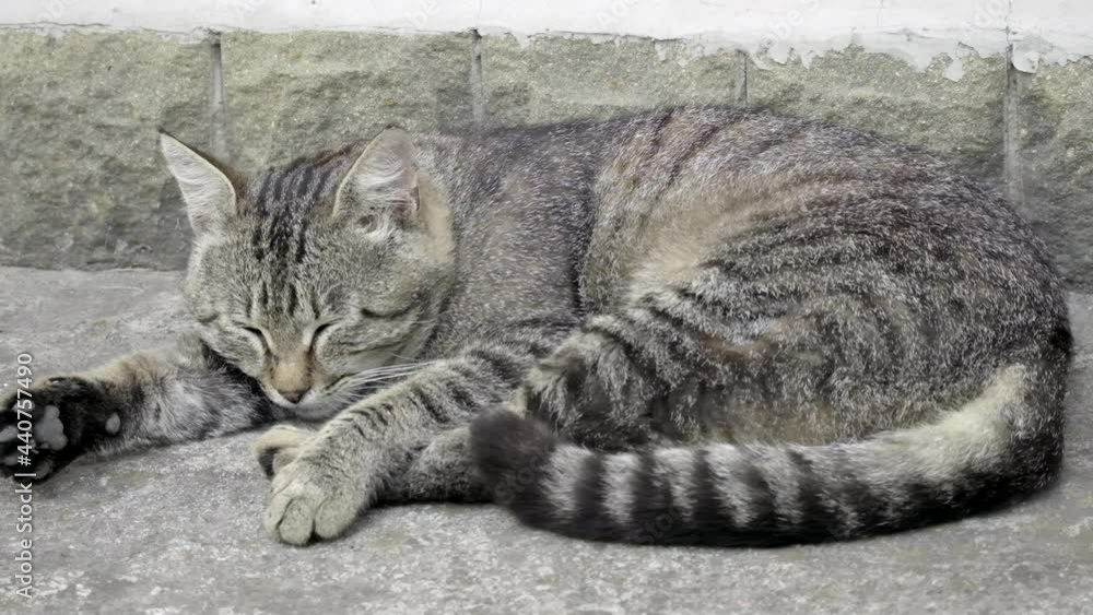 Sleepy cat. Grey-brown striped cat is lying and sleeping Sleepy cat. Grey-brown striped cat is lying and sleeping