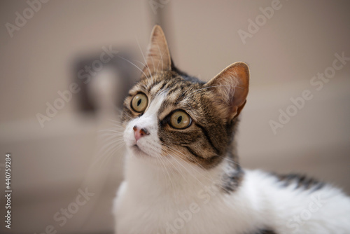 Fototapeta Naklejka Na Ścianę i Meble -  Portrait of a cute cat looking away