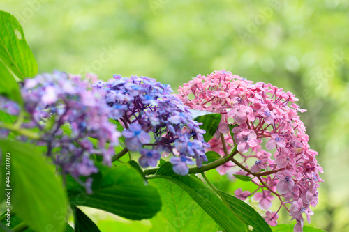 アジサイ　金山アジサイ園　福岡県糸田町　Hydrangea(popcorn)　Kanayama Hydrangea garden Fukuoka-ken Itoda town photo